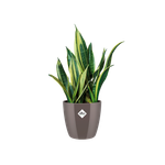 brussels diamond round 14cm oyster pearl